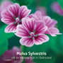 Weleda Visiodoron Malva Oogdruppels Ampullen 10ST Weleda Visiodoron Malva Oogdruppels Ampullen bloemen Malva Sylvestris